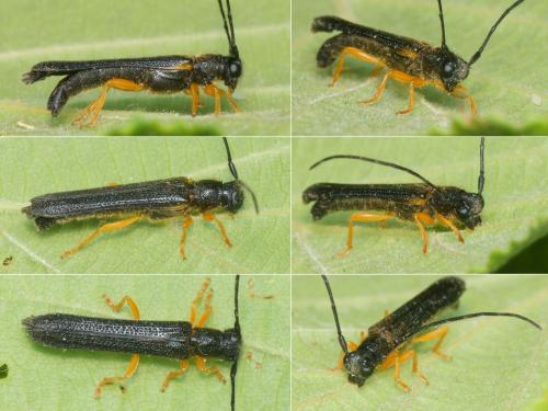 Oberea linearis